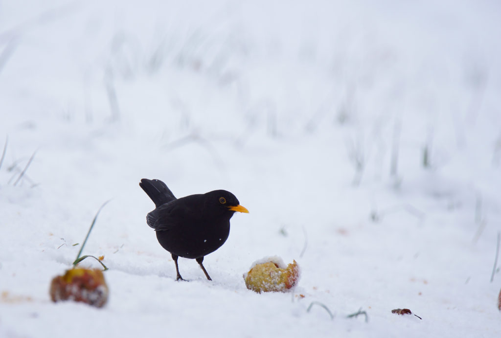 Tierfoto